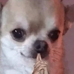 Chihuahua shushing sticker