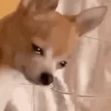 Sad dog sticker