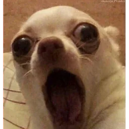 Shocked chihuahua sticker