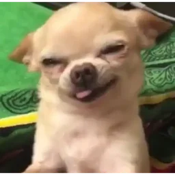 Cheeky chihuahua sticker