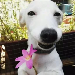 Dog with flower sticker