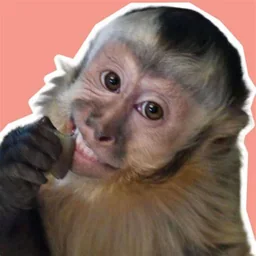 Monkey thinking sticker
