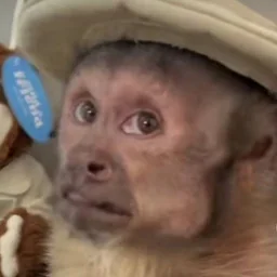 Monkey nervous sticker