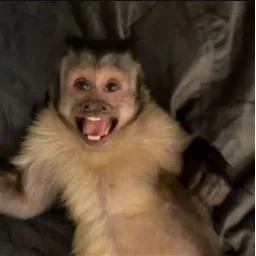 Monkey laughing sticker