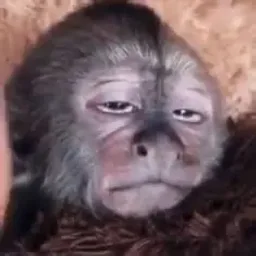 Monkey sleepy sticker
