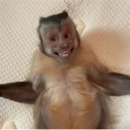 Monkey lying happy sticker
