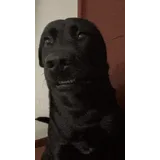 Dog talking sticker