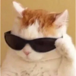 Cool cat sticker