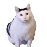 Cat staring sticker